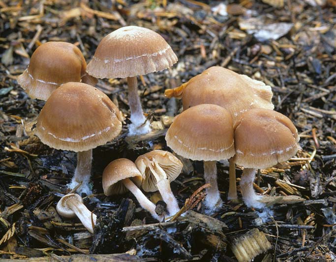 Tubaria furfuracea